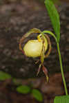 Kentuckey lady's slipper